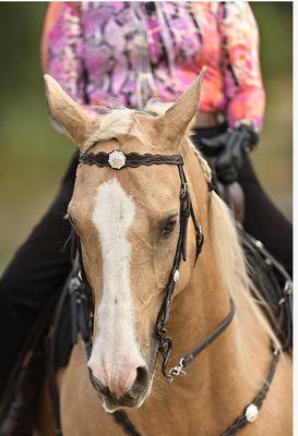 Kathleen Elliott Equestrian Training