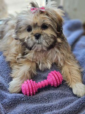 Animal Care Center of Buffalo Grove