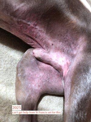 St Francis Veterinary Hospital