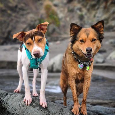 Banfield Pet Hospital