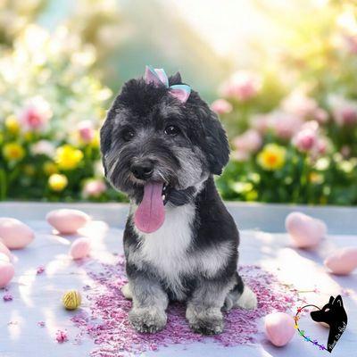 Puppy's 1st grooming