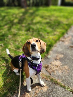 Canine Savvy Training and Behavior