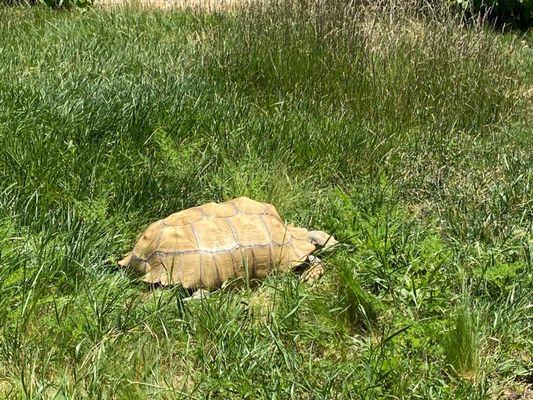 one of the tortoises
