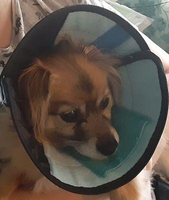 Schrader Collision Inc