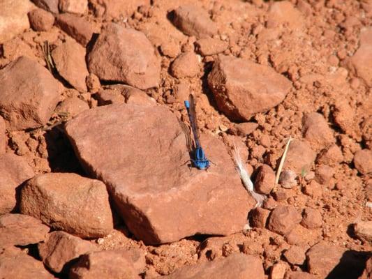 Keep your eyes open for animals.  Here's a damsel fly.