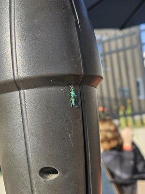 Jewel Wasp - very pretty and docile