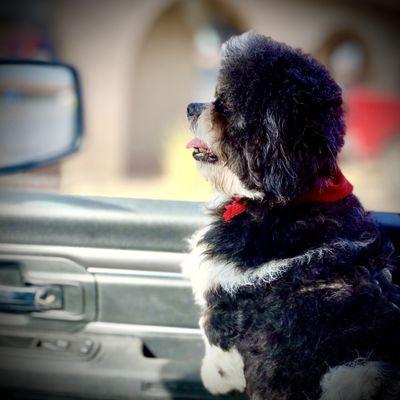 Fuzzybutz Pet Grooming