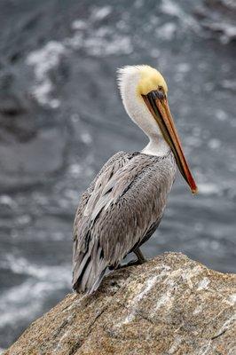 17-mile Drive Stop 13: Ghost Trees at Pescadero Point
