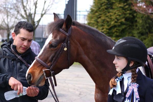 Picture Perfect Equestrian