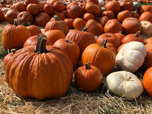 great for carving or decorating!