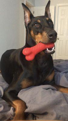 Richboro Veterinary Hospital