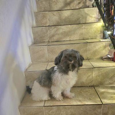 One of our
satisfied companions, happy at home!