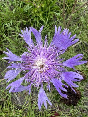 University of Florida IFAS Extension