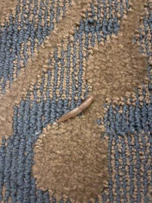 Room slug we named rocket. He sucked