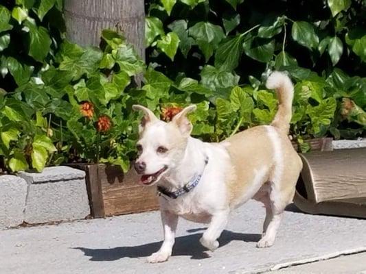 This is the photo of my dog in a collar off leash which they posted on Facebook to prove my dog wears a collar. Yes he does. OFF LEASH.