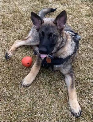 The Holistic Pet Nutrition Center