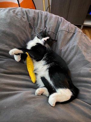 Veterinary Care Group - Williamsburg