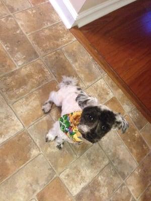 Muttz Kuttz Grooming