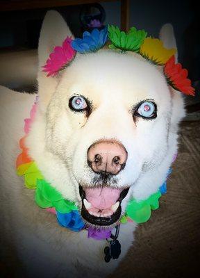 Wags & Wiggle Grooming