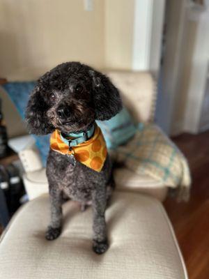 Lucky Dawg Salon Pet Grooming