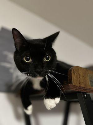 Pace Veterinary Clinic