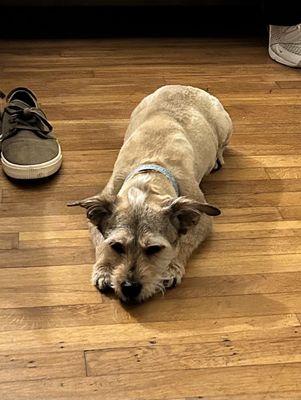 Top Dog Mobile Grooming