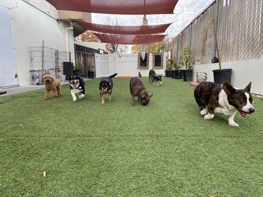 Red Rover Pet Resort
