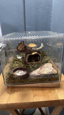 Terrarium. Some of the contents were purchased at Pinellas County Reptiles!
