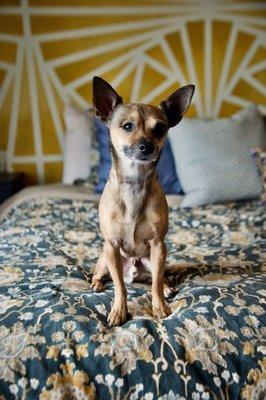 meet garrett's Mortimer