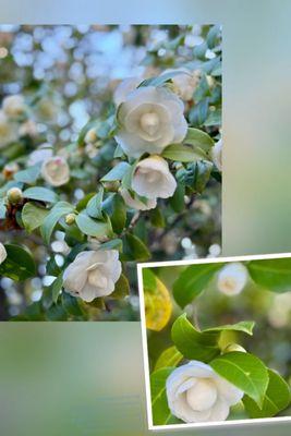 03.01.25 The Pioneer Camellia Grove between 11th and 12th streets