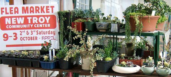 Loved this display of succulents