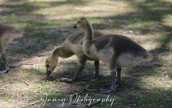 Jamey Photography
