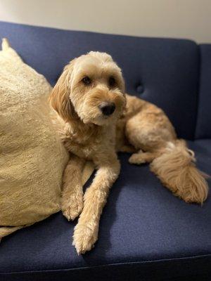 Colleen's Garage Grooming