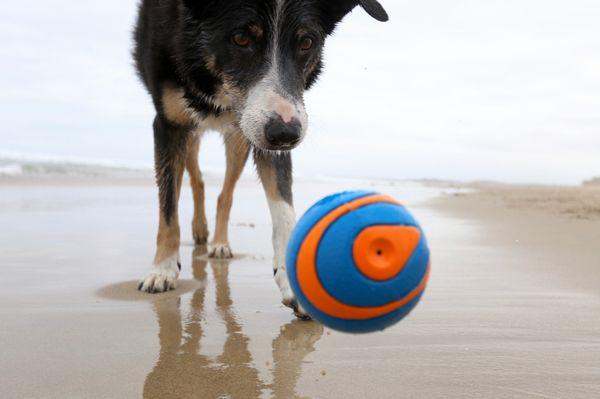 PuppyTime Adventures