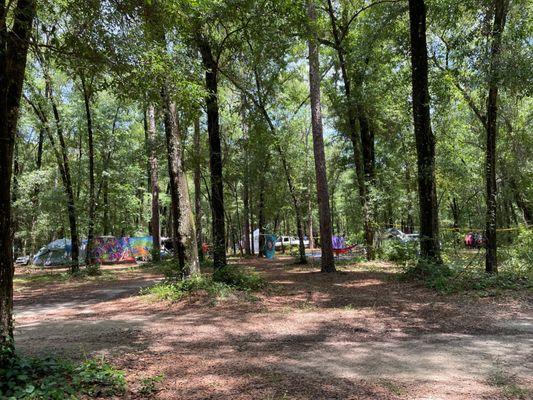 Primitive campingfrom our campsite. Pretty woods, nice bike riding. Huge so you will need them