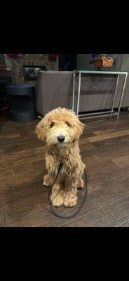 Aussie Pet Mobile of Northwest San Antonio