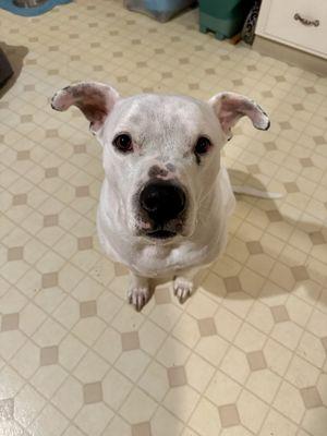 Salty Dogs Pet Services