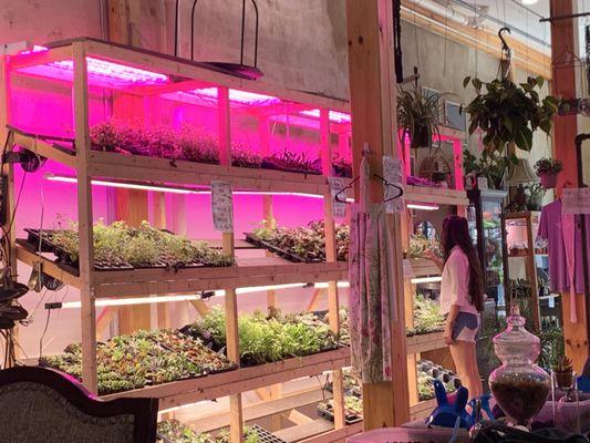 Terrarium Plant Store