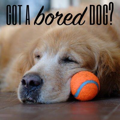 Join Paws Club the antidote for bored dogs