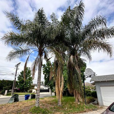 Palms in need of trimming