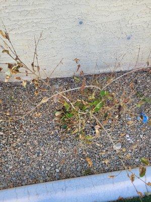 Wants lots of $ to remove and replant.