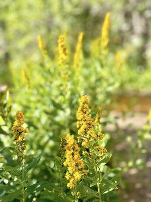 Sequoia National Forest and Giant Sequoia National Monument
