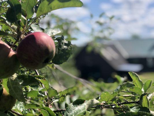 Brown's Beautiful Blueberries