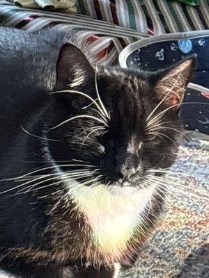 Houston Animal Hospital