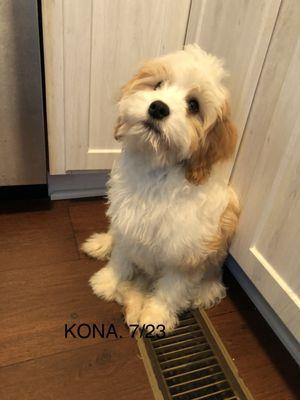 A Dog's Best Friend Training