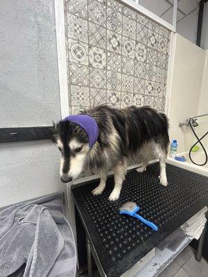 Jackie's Dog Grooming