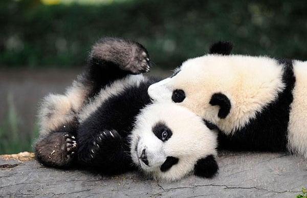 PandaBear Daycare