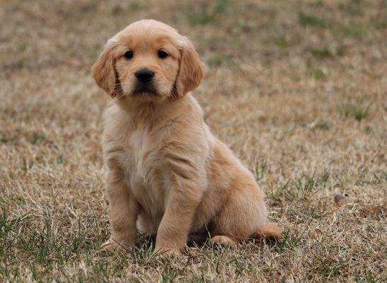 "Gulliver" - past produced Golden Retriever Maple X Chicco litter