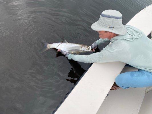 Baby tarpon. 6 hits, 2 landed.