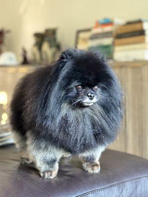 A Cut Above Dog & Cat Grooming